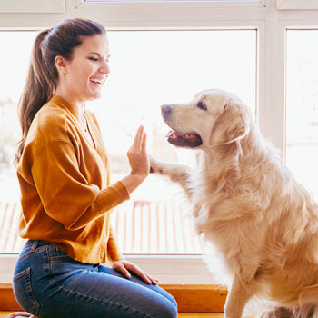 Pets in strata: NSW’s highest court rules ‘no pets’ by-law is oppressive feature image